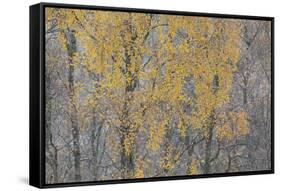 Birch Tree (Betula Pendula) Backlit at Dawn, Cairngorms Np, Glenfeshie, Inshriach, Scotland, UK-Peter Cairns-Framed Stretched Canvas