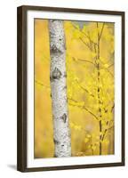 Birch Tree (Betula Verrucosa or Pubescens) Oulanka, Finland, September 2008-Widstrand-Framed Premium Photographic Print