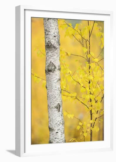 Birch Tree (Betula Verrucosa or Pubescens) Oulanka, Finland, September 2008-Widstrand-Framed Premium Photographic Print