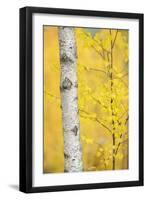 Birch Tree (Betula Verrucosa or Pubescens) Oulanka, Finland, September 2008-Widstrand-Framed Photographic Print