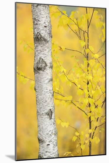 Birch Tree (Betula Verrucosa or Pubescens) Oulanka, Finland, September 2008-Widstrand-Mounted Photographic Print