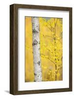 Birch Tree (Betula Verrucosa or Pubescens) Oulanka, Finland, September 2008-Widstrand-Framed Photographic Print