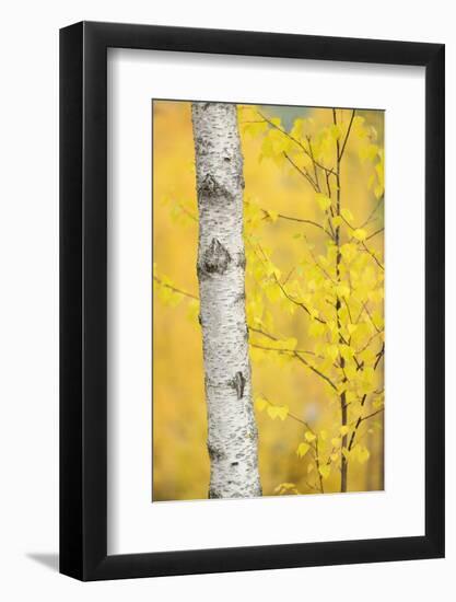 Birch Tree (Betula Verrucosa or Pubescens) Oulanka, Finland, September 2008-Widstrand-Framed Photographic Print