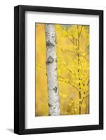 Birch Tree (Betula Verrucosa or Pubescens) Oulanka, Finland, September 2008-Widstrand-Framed Photographic Print