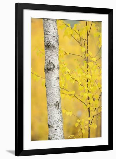 Birch Tree (Betula Verrucosa or Pubescens) Oulanka, Finland, September 2008-Widstrand-Framed Photographic Print