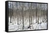 Birch tree forest, Furano, Hokkaido, Japan, Asia-Michael Runkel-Framed Stretched Canvas