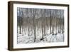 Birch tree forest, Furano, Hokkaido, Japan, Asia-Michael Runkel-Framed Photographic Print