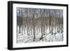 Birch tree forest, Furano, Hokkaido, Japan, Asia-Michael Runkel-Framed Photographic Print