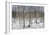 Birch tree forest, Furano, Hokkaido, Japan, Asia-Michael Runkel-Framed Photographic Print