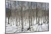 Birch tree forest, Furano, Hokkaido, Japan, Asia-Michael Runkel-Mounted Photographic Print