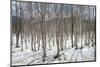 Birch tree forest, Furano, Hokkaido, Japan, Asia-Michael Runkel-Mounted Photographic Print
