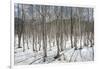 Birch tree forest, Furano, Hokkaido, Japan, Asia-Michael Runkel-Framed Photographic Print