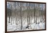 Birch tree forest, Furano, Hokkaido, Japan, Asia-Michael Runkel-Framed Photographic Print