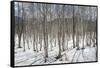Birch tree forest, Furano, Hokkaido, Japan, Asia-Michael Runkel-Framed Stretched Canvas