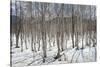 Birch tree forest, Furano, Hokkaido, Japan, Asia-Michael Runkel-Stretched Canvas