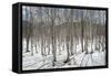 Birch tree forest, Furano, Hokkaido, Japan, Asia-Michael Runkel-Framed Stretched Canvas