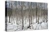 Birch tree forest, Furano, Hokkaido, Japan, Asia-Michael Runkel-Stretched Canvas