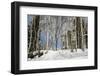 Birch tree forest in the Daisetsuzan National Park, UNESCO World Heritage Site, Hokkaido, Japan, As-Michael Runkel-Framed Photographic Print