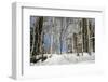 Birch tree forest in the Daisetsuzan National Park, UNESCO World Heritage Site, Hokkaido, Japan, As-Michael Runkel-Framed Photographic Print