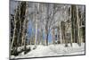 Birch tree forest in the Daisetsuzan National Park, UNESCO World Heritage Site, Hokkaido, Japan, As-Michael Runkel-Mounted Photographic Print