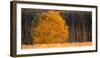 Birch Tree in Autumn in Moor, Lower Saxony, Germany-Willi Rolfes-Framed Photographic Print