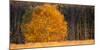 Birch Tree in Autumn in Moor, Lower Saxony, Germany-Willi Rolfes-Mounted Photographic Print