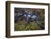 Birch tree, next to waterfall, Iceland-David Allemand-Framed Photographic Print