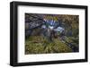 Birch tree, next to waterfall, Iceland-David Allemand-Framed Photographic Print