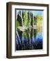 Birch Tree Reflections-Kevin Dodds-Framed Giclee Print