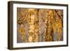 Birch tree trunks and branches with yellow leaves, blue gray sky on background-Paivi Vikstrom-Framed Photographic Print