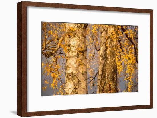 Birch tree trunks and branches with yellow leaves, blue gray sky on background-Paivi Vikstrom-Framed Photographic Print