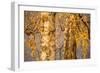 Birch tree trunks and branches with yellow leaves, blue gray sky on background-Paivi Vikstrom-Framed Photographic Print