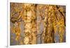 Birch tree trunks and branches with yellow leaves, blue gray sky on background-Paivi Vikstrom-Framed Photographic Print