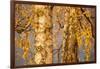 Birch tree trunks and branches with yellow leaves, blue gray sky on background-Paivi Vikstrom-Framed Photographic Print