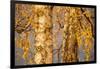 Birch tree trunks and branches with yellow leaves, blue gray sky on background-Paivi Vikstrom-Framed Photographic Print