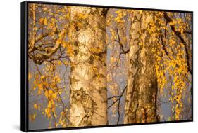 Birch tree trunks and branches with yellow leaves, blue gray sky on background-Paivi Vikstrom-Framed Stretched Canvas