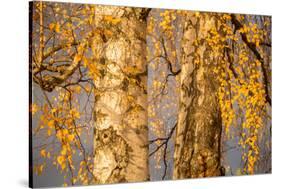 Birch tree trunks and branches with yellow leaves, blue gray sky on background-Paivi Vikstrom-Stretched Canvas
