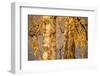 Birch tree trunks and branches with yellow leaves, blue gray sky on background-Paivi Vikstrom-Framed Photographic Print