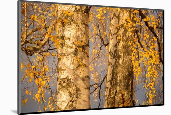 Birch tree trunks and branches with yellow leaves, blue gray sky on background-Paivi Vikstrom-Mounted Photographic Print