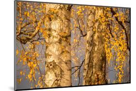 Birch tree trunks and branches with yellow leaves, blue gray sky on background-Paivi Vikstrom-Mounted Photographic Print