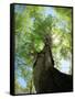 Birch Tree-null-Framed Stretched Canvas