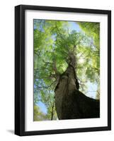 Birch Tree-null-Framed Premium Photographic Print