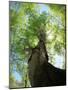 Birch Tree-null-Mounted Premium Photographic Print