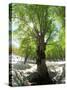 Birch Tree-null-Stretched Canvas