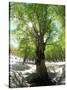 Birch Tree-null-Stretched Canvas