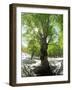 Birch Tree-null-Framed Premium Photographic Print