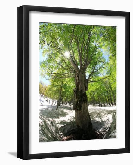 Birch Tree-null-Framed Premium Photographic Print
