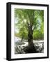 Birch Tree-null-Framed Premium Photographic Print