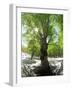 Birch Tree-null-Framed Premium Photographic Print