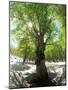 Birch Tree-null-Mounted Premium Photographic Print